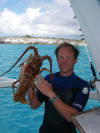 8 pound lobster