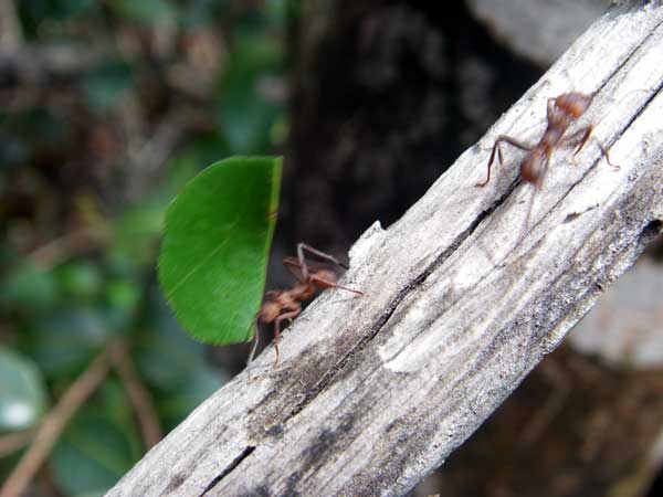 leaf cutter ants on a stick