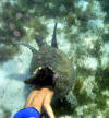 Emmett Swimming with Sea Turtle