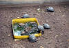 Baby Tortoises at Darwin Research Station, Santa Cruz