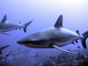 The sharks of Fakarava