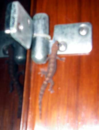 Our gecko
