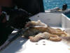 The octopus on the fish cleaning table