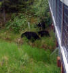 Black bear and cubs near Juneau