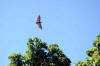 The Tongan "flying fox", a giant fruit bat.