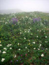 alpine meadow flowers