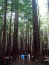 New Zealand Redwood trees