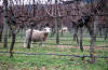 Sheep at work in the vineyard